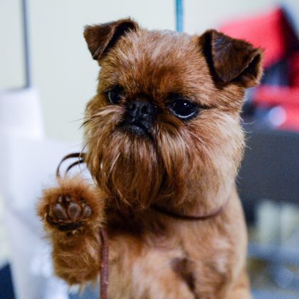 43 HQ Pictures Brussels Griffon Puppies For Sale - About Dachari S Kennels