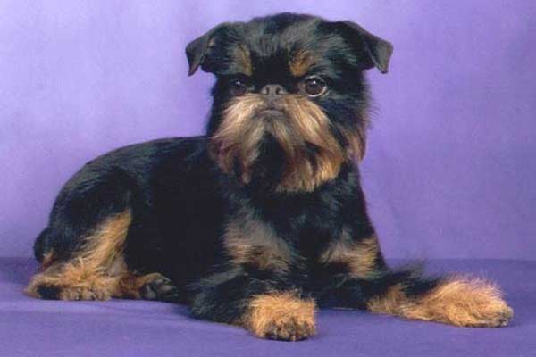 ABGA Featured Brussels Griffon