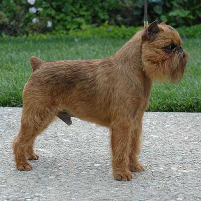 The Brussels Griffon: Is this the breed for you?
