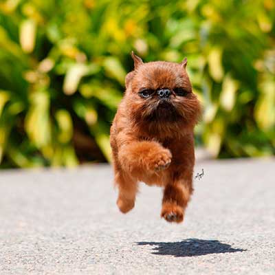 About the Breed – American Brussels Griffon Association