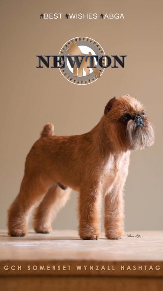 WINS THE 2017 AMERICAN BRUSSELS GRIFFON 