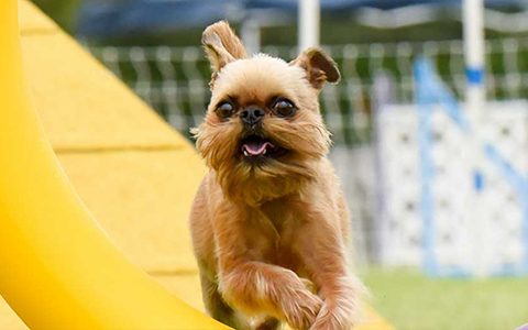 about the breed img about the breed img