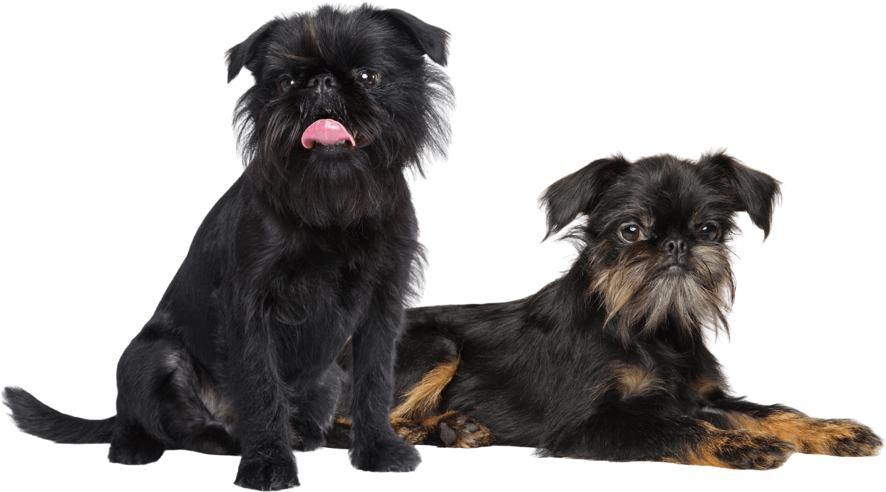 black brussells black brussells