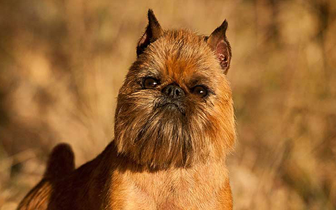 find the breeder img find the breeder img