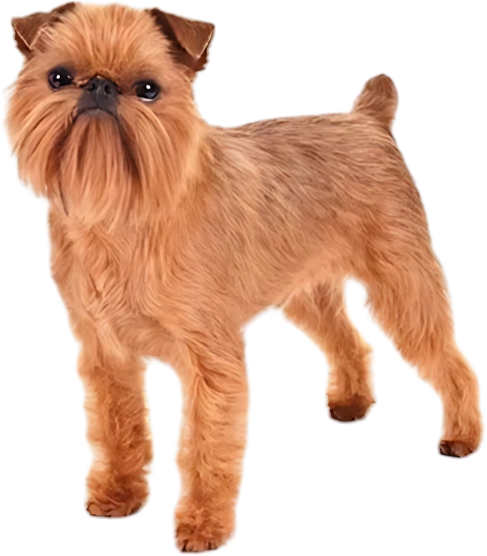 brussels-photo01 brussels-photo01