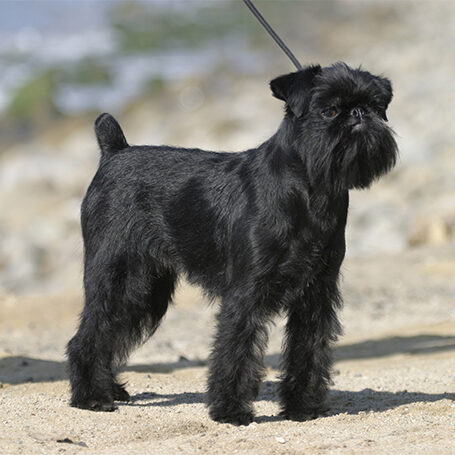 RubySBKC 001 RubySBKC 001